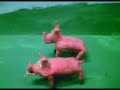 CORNBUGS-PIGS ARE PEOPLE TOO