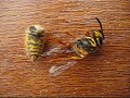Wasp in Two Parts Wasp in Two Parts