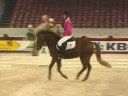 Dressage; Someday Dressage; Someday