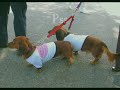 Dachtoberfest 2007