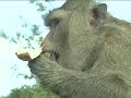 King ThailandThe Monkey Cheeks Project (Kaem Ling)