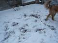 videos de Golden Retriever Bucca plays snow in the back yard.