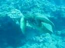 molokai dive