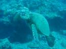 molokai dive