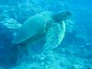 molokai dive