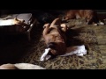 LNF's Penny Happy Girl 6-1-12 035.MOV