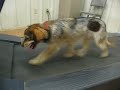 dangdang-treadmill dangdang-treadmill