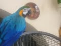 my pet birds macaw african grey my pet birds macaw african grey