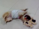 Naughty Pekingede dogs