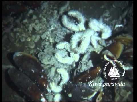 0 Yeti Crabs Grow and Eat Food On Their Claws
