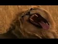 Antwort: Geert Wilders - Fitna the movie (Official English)