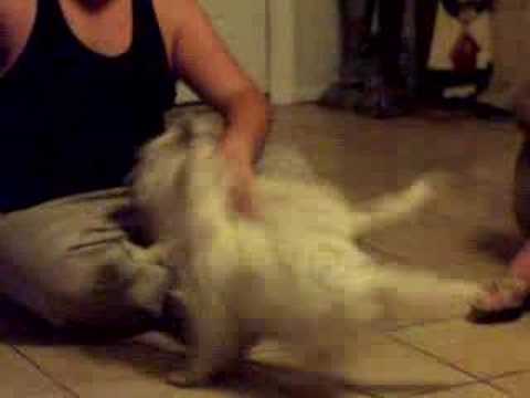 West Highland White Terrier Tug Of War