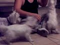 West Highland White Terrier Tug Of War
