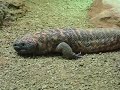 Monstre de Gila Monstre de Gila