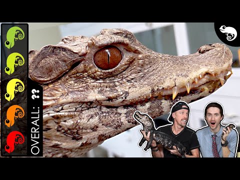 YouTube reptile video