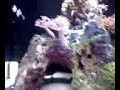 Black Ocellaris Clown