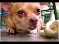 EL CHIHUAHUA! EL CHIHUAHUA!