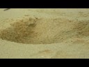 crabe des plages guyanaises
