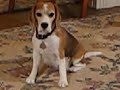mandys-tiny-tantrum.html