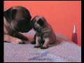 Mopsz kiskutya eladó2 Mopsz kiskutya eladó2