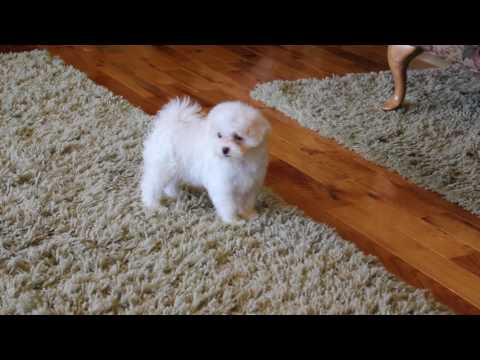 Gorgeous Little Nicole Maltipoo Girl