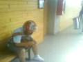 videos de DUOC PTE ALTO