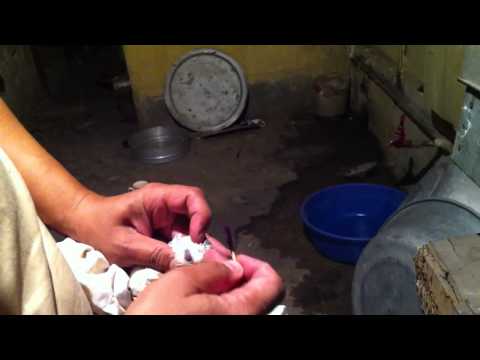 how to treat pmv in pigeons