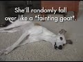 My Whippet, Bridget Chase, has Mad Cow Disease