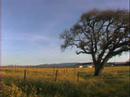 Chapter Six: The Carneros Appellation