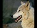 videos de Wolves-Dam Dadi Doo