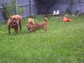 New Guinea Singing Dog Puppies June 2009
