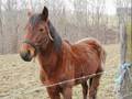 Animal Cruelty Is WRONG View Video