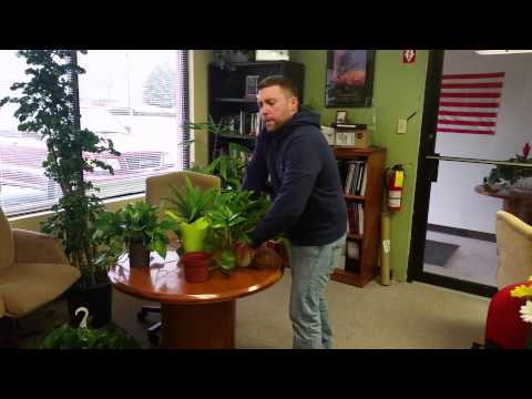how to transplant pothos