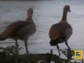 Egyptian Geese On The Shore Cam Egyptian Geese On The Shore Cam