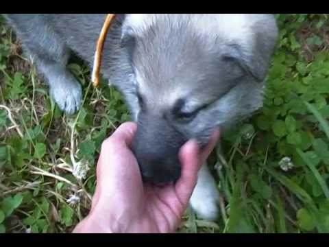 Tigerlilys Mr. White Mocha Silver Sable Male Puppy