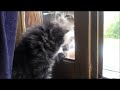 Click here to watch this video Chatons de sortie