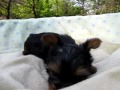 Click here to watch this video ヨークシャーテリア子犬04/08生メス2号【york120408f002mln】e16