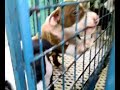 pitbull ni cwis pitbull ni cwis