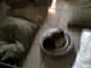 Hamster Vs. Rambo Cage Match
