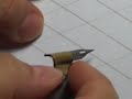 Pointed Pen Copperplate Calligraphy 03