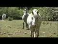 Sheringham Farm for Sale