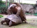 100% Reason To Remember The Turtle Sex