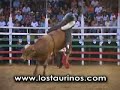 LOS TAURINOS MONTA TOROS COSTA RICA TORO EL QUETZAL LOS TAURINOS MONTA TOROS COSTA RICA TORO EL QUETZAL