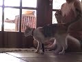 Cat training: Jazzy Bang! Take one Cat training: Jazzy Bang! Take one