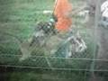 Wolf Park Indiana, dominance behavior