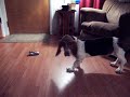 Dr. Frodo Pepper versus the remote controlled car Dr. Frodo Pepper versus the remote controlled car
