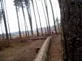 Fun on the log at cannock chase. Fun on the log at cannock chase.