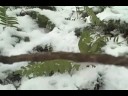 Herbal Tincture Making: Usnea, Oregon Grape Part 2 Herbal Tincture Making: Usnea, Oregon Grape Part 2