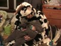 Cow Meets Bear Cow Meets Bear