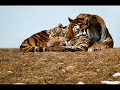 tigres